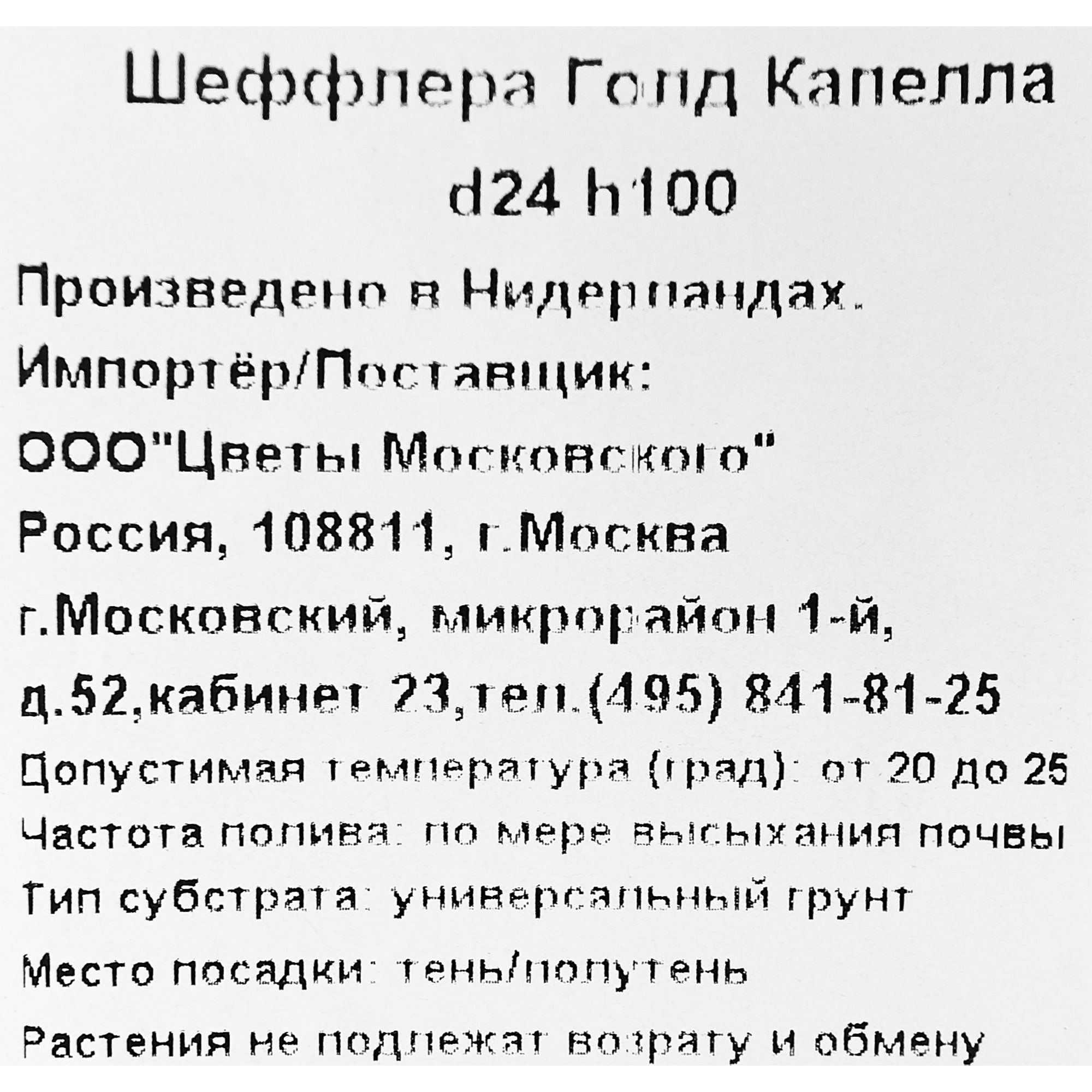 82892077 Шеффлера Голд Капелла 24x100 см Santreyd  - Вид №2