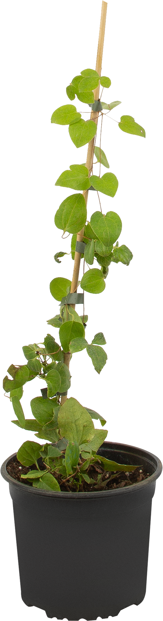 Клематис Дженси Крим Santreyd - крупноцветковый многолетник для вертикального озеленения 85324315 STLM-0061389