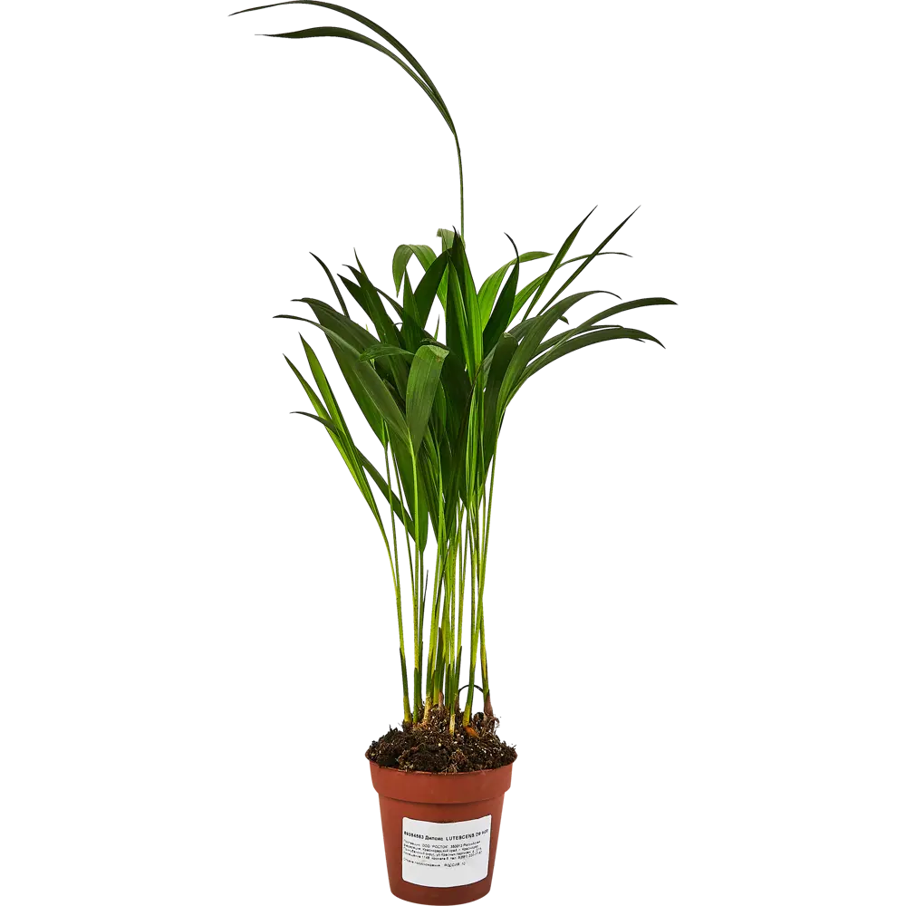 Дипсис Лютесценс от Santreyd — элегантная пальма для вашего интерьера 89354583 STLM-0950088