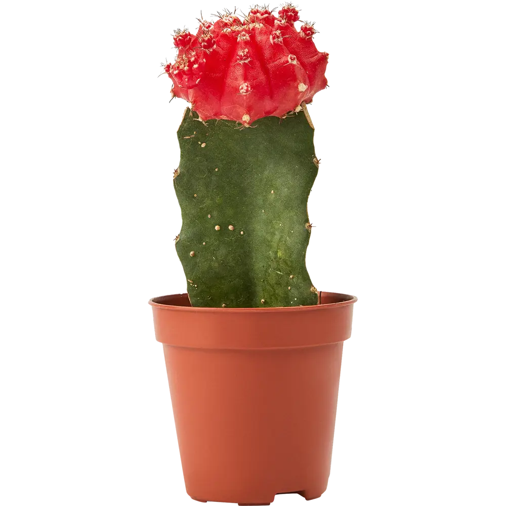 Santreyd Гимнокалициум Японский — кактус с роскошным цветением 85325010 STLM-0061560