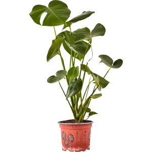 Santreyd Монстера Деликоса - тропическая элегантность в интерьере 87959836