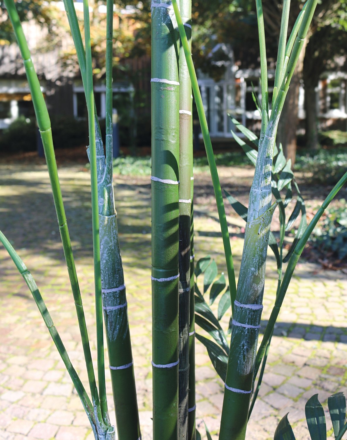 5452 883 a3 Искусственная пальма Kentia, горшечная, 240 см, зеленая H-andreas  - Вид №3