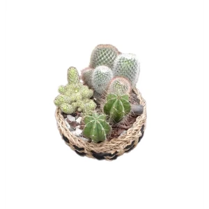 Кактус микс в плошке d30 h40 82580041 STLM-2026966