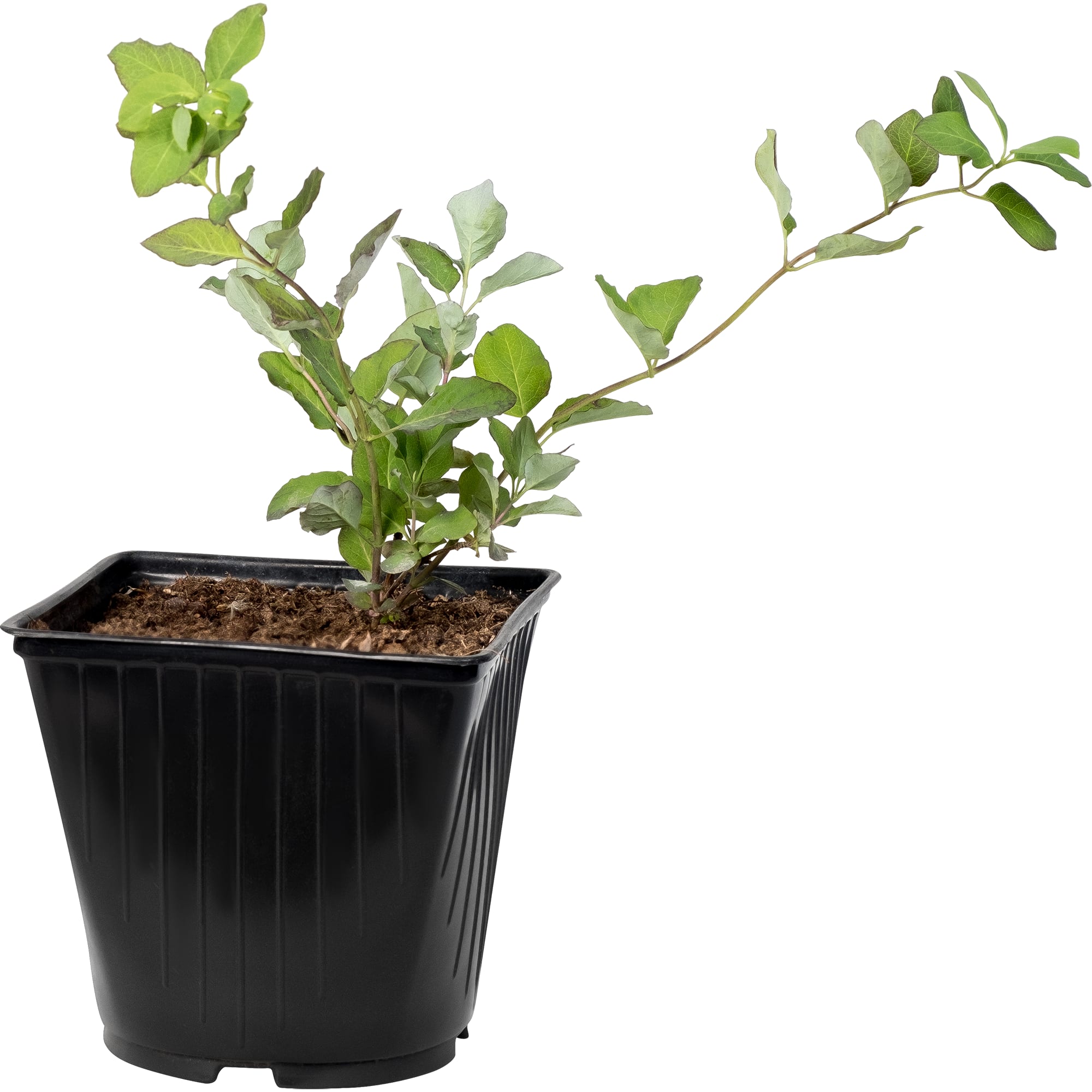 18320993 Жимолость каприфоль С2, 50 см Santreyd  - Вид №1