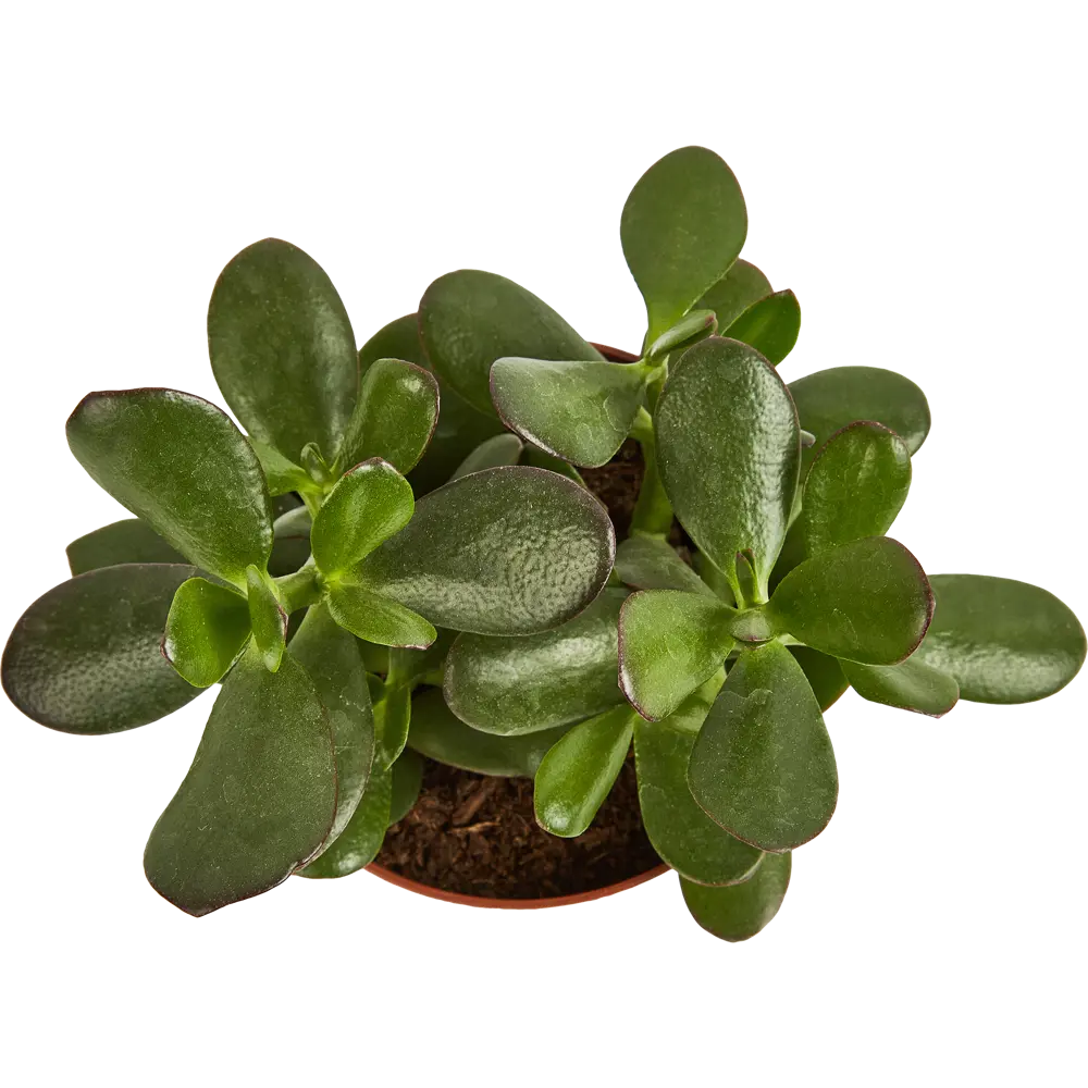 Santreyd Крассула Овата Бэйсик — элегантный суккулент для вашего интерьера 87890505 STLM-0076014 - Вид №2