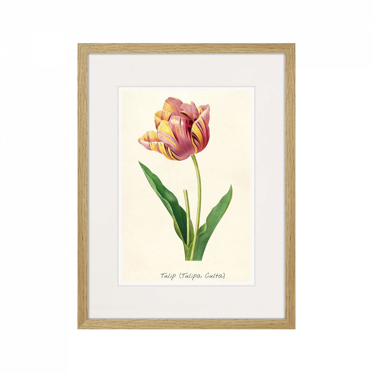 Картина в раме 32х42 см Botany illustration №3, 1836г. КАРТИНЫ В КВАРТИРУ  264491 Зеленый;красный;разноцветный  - Вид №1