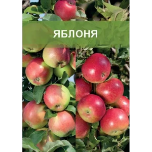 Яблоня двухъярусное дерево 2 прививки ø20 h180 см 85670475 STLM-2018910