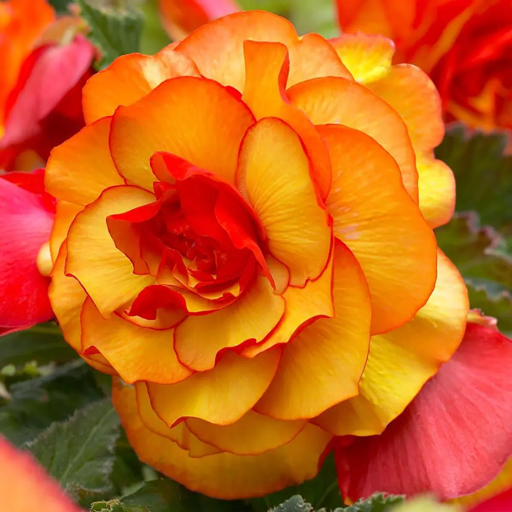 Бегония «picotee Red/Yellow», 5х6 см 13063705 STLM-2040568 GEOLIA 