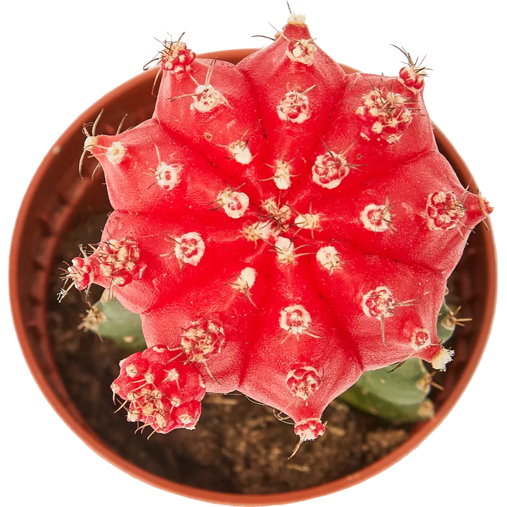 Santreyd Гимнокалициум Японский — кактус с роскошным цветением 85325010 STLM-0061560 - Вид №2