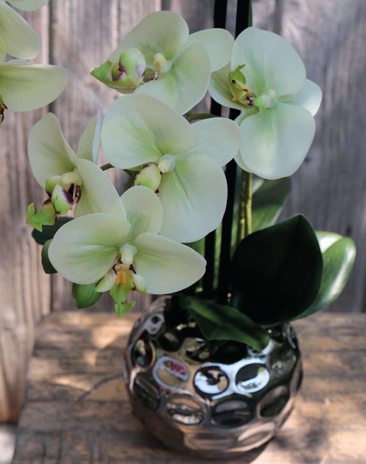 2772 788 a3 Пластиковая орхидея Phalaenopsis, 2-х кратная, горшечная, 45 см, real touch, бежево-зеленая H-andreas  - Вид №1
