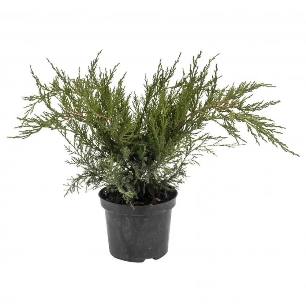 Можжевельник средний Минт Джулеп ø19 h20 см 89465431 STLM-2136105 PLANTMARKET  - Вид №1
