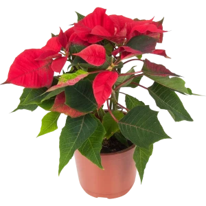 82941551 Пуансеттия микс 15 см STLM-1344270