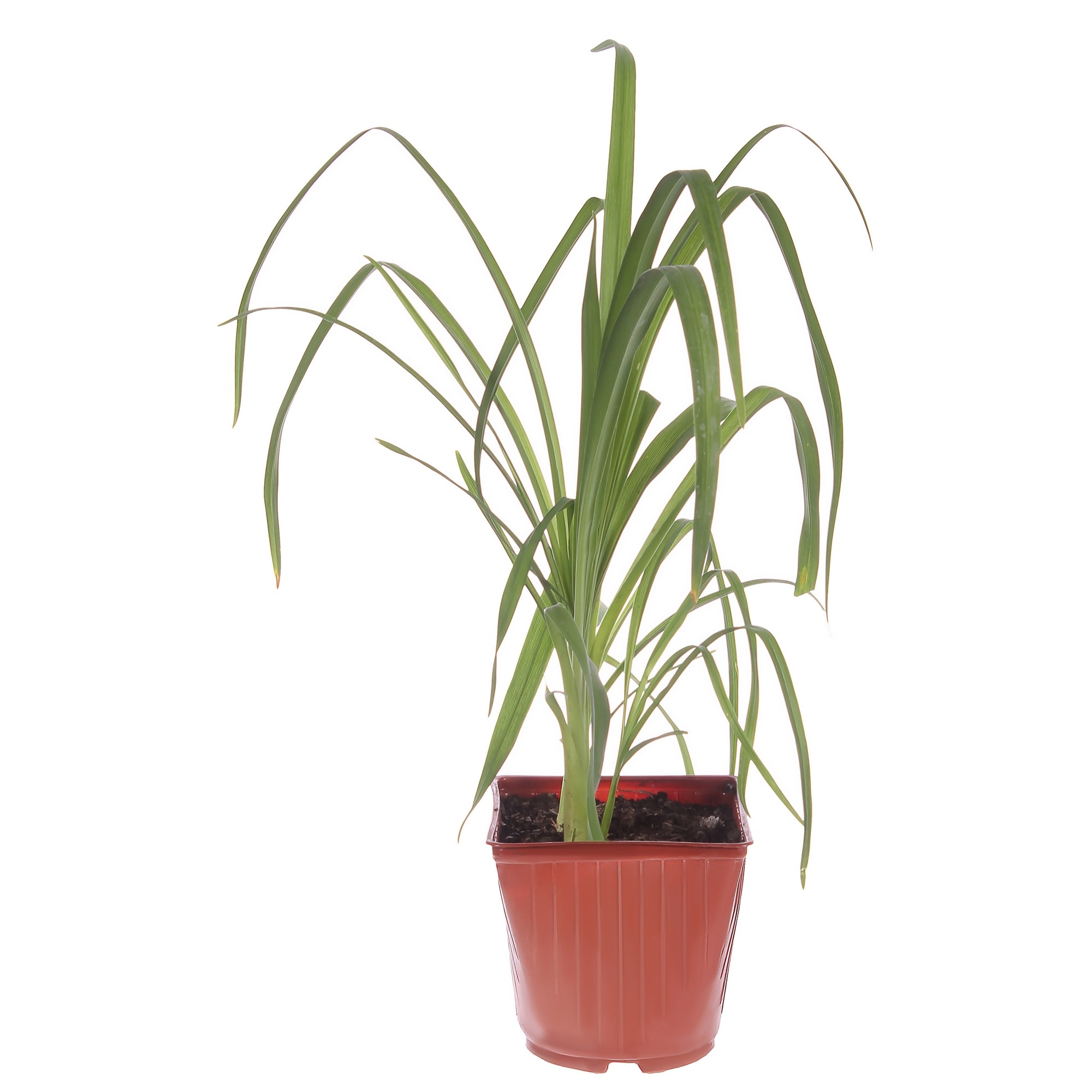 81954825 Лилейник С1 «Катарина Вудберри» Santreyd 