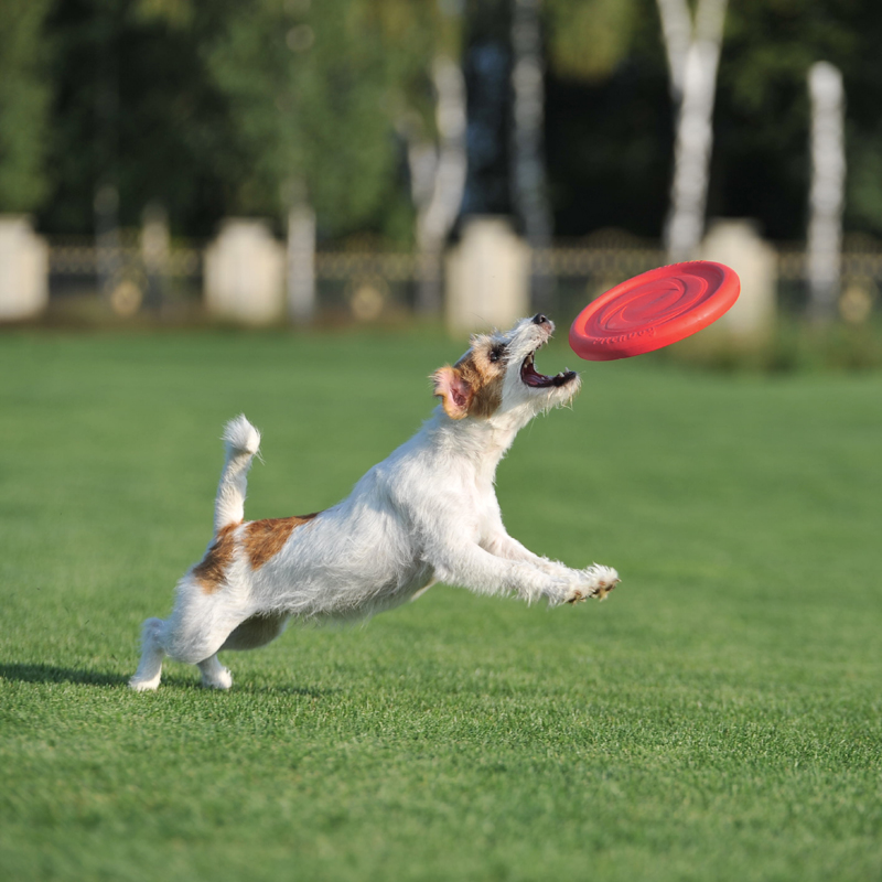 ПР0048716 Игрушка для собак Летающий диск d 24см красный PitchDog  - Вид №3