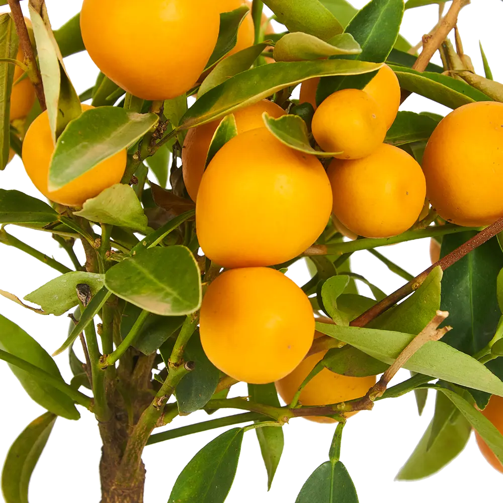 Santreyd Лимонное дерево - вечнозеленый цитрус для дома 84802343 STLM-0055342 - Вид №1