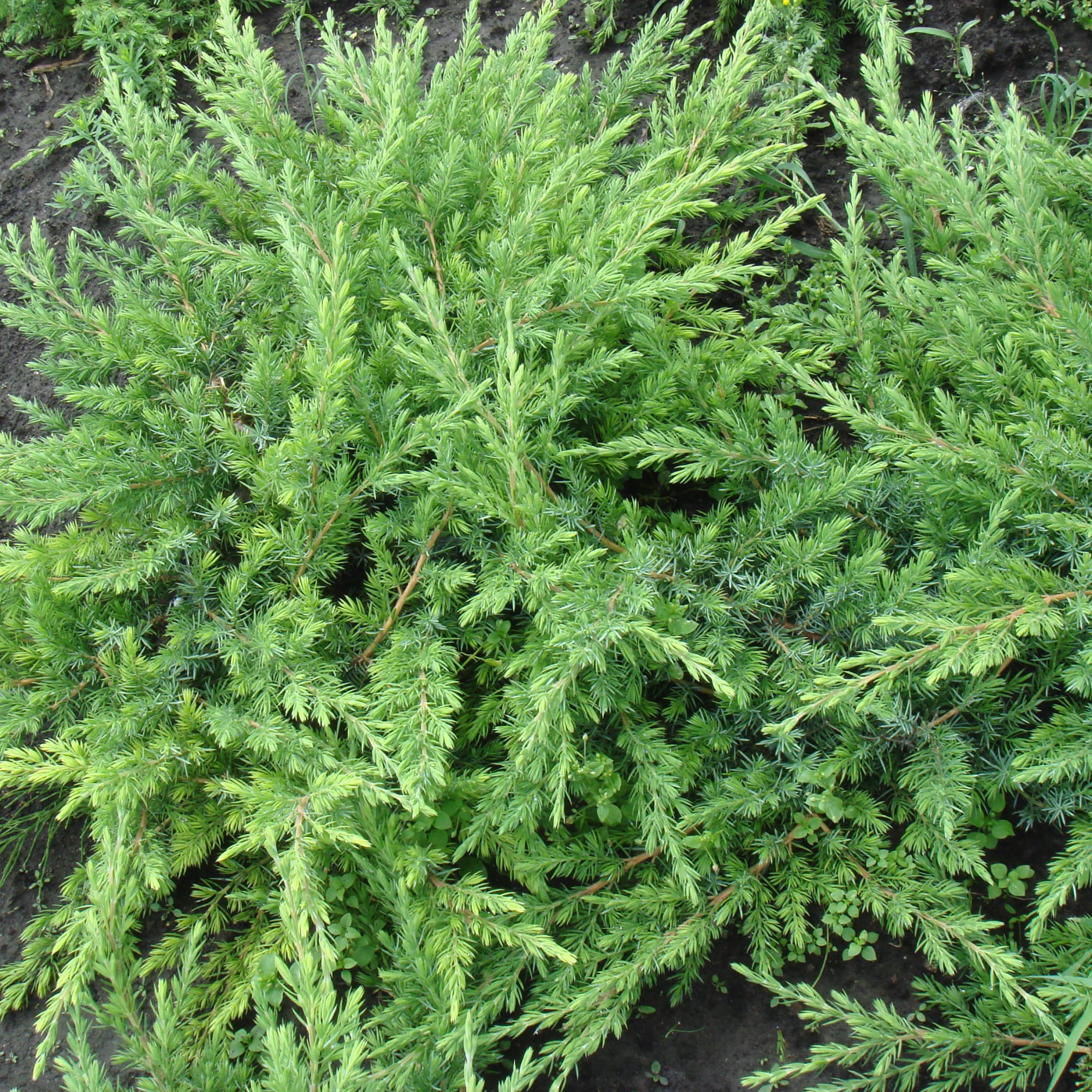 81959243 Можжевельник прибрежный С2 «Шлагер» 3/20 Santreyd  - Вид №2