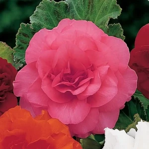 Бегония «double Pink», 4х5 см 13064695 STLM-2199623