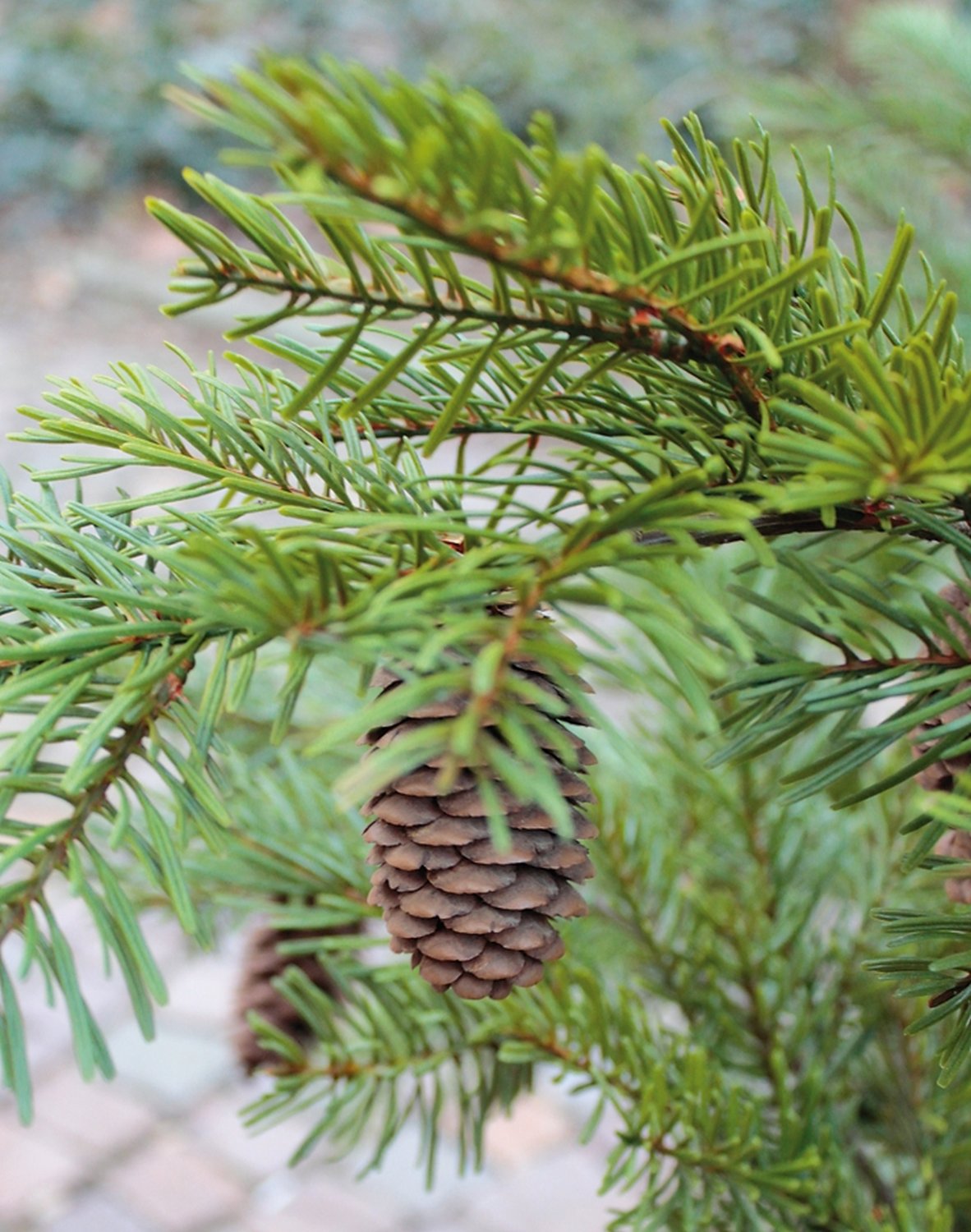 1123 883 a3 Пластиковая елка Нордманн с шишками, горшечная, 92 см, зеленая H-andreas 