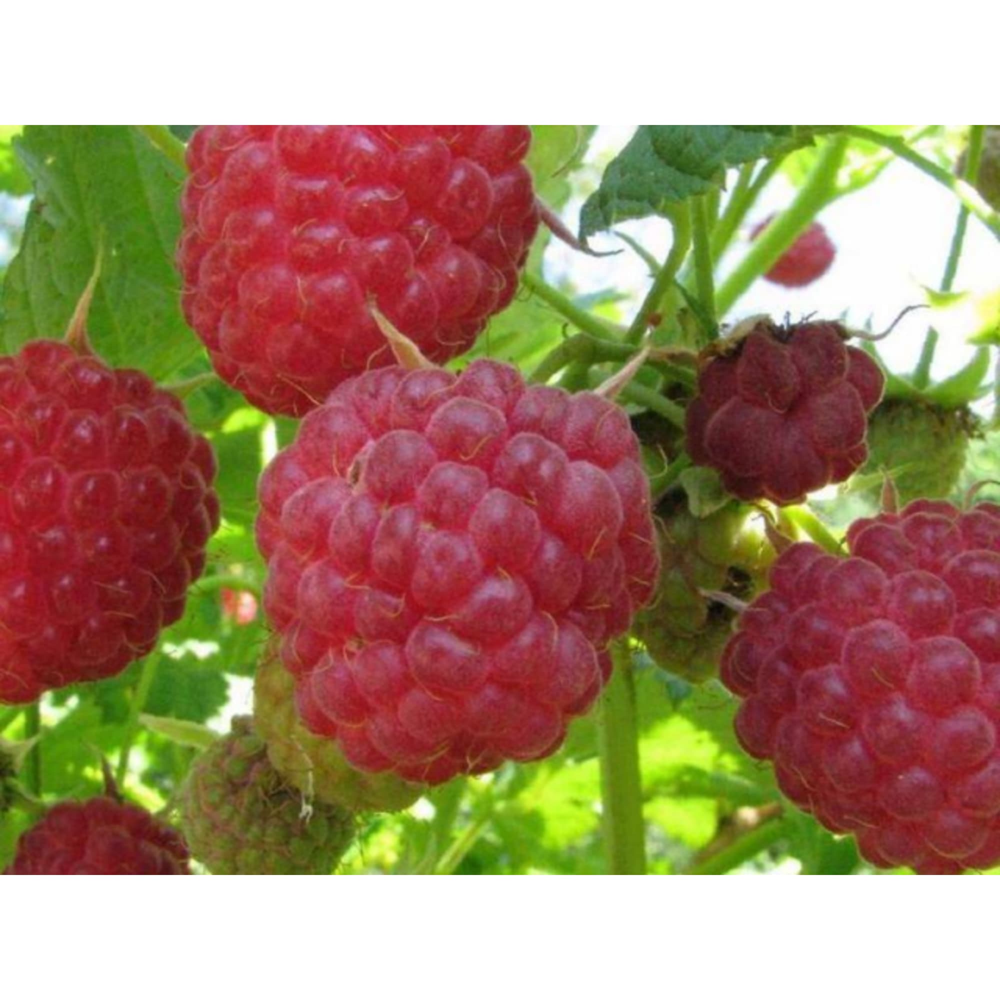 82597099 Малина «Бригантина» C2 высота 40 см Santreyd  - Вид №2