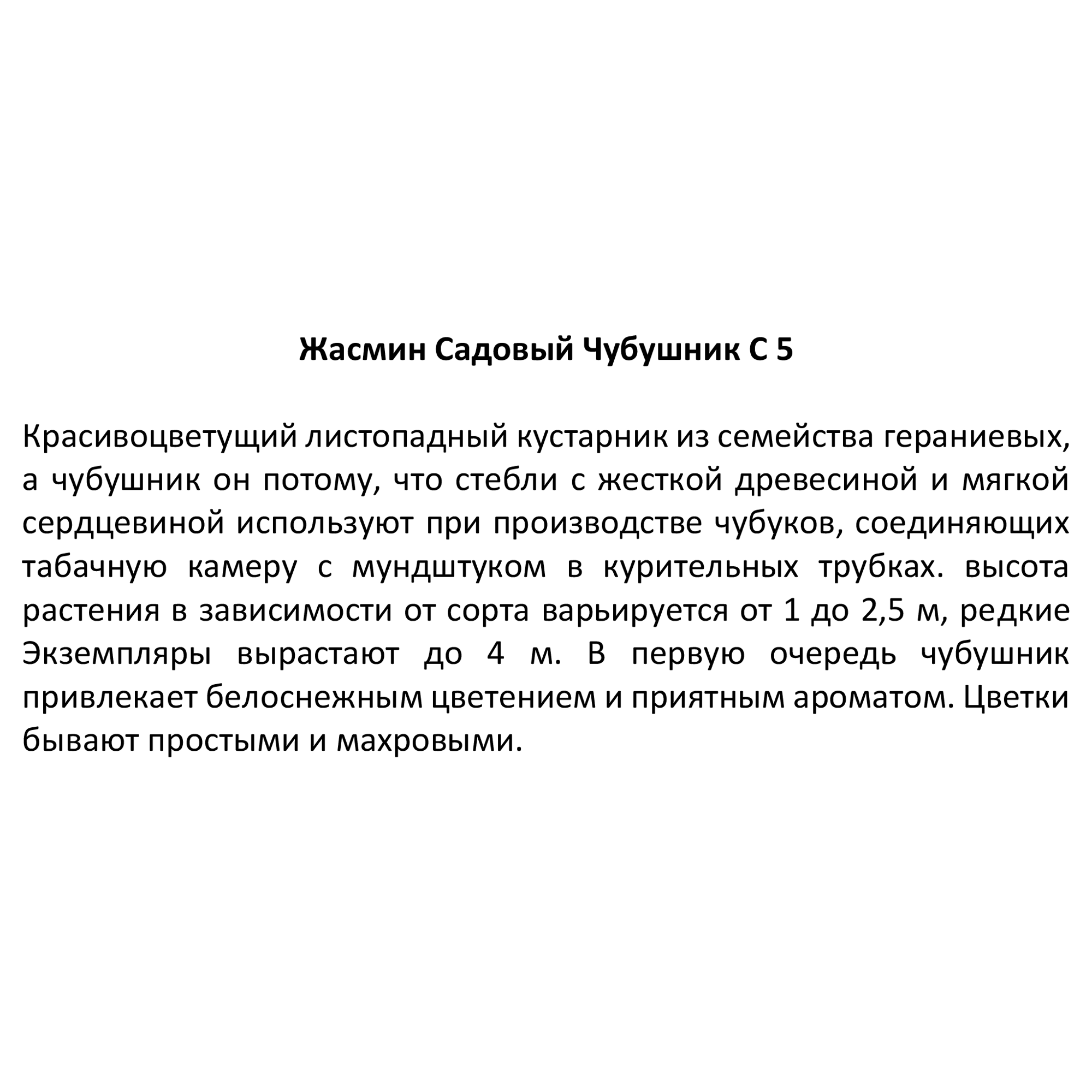 Саженец Жасмин садовый Santreyd - многолетнее цветущее растение 84815570 STLM-0055565 - Вид №2