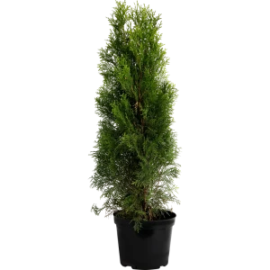 Туя западная «Смарагд» C7.5