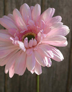 9820 507 a2 Шелковая гербера с флокированным стеблем, 55 см, розово-белая H-andreas