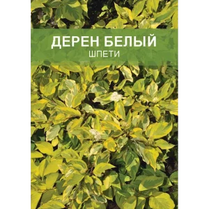 Дерен белый Шпети ø15 h35 см 85670442 STLM-2046683
