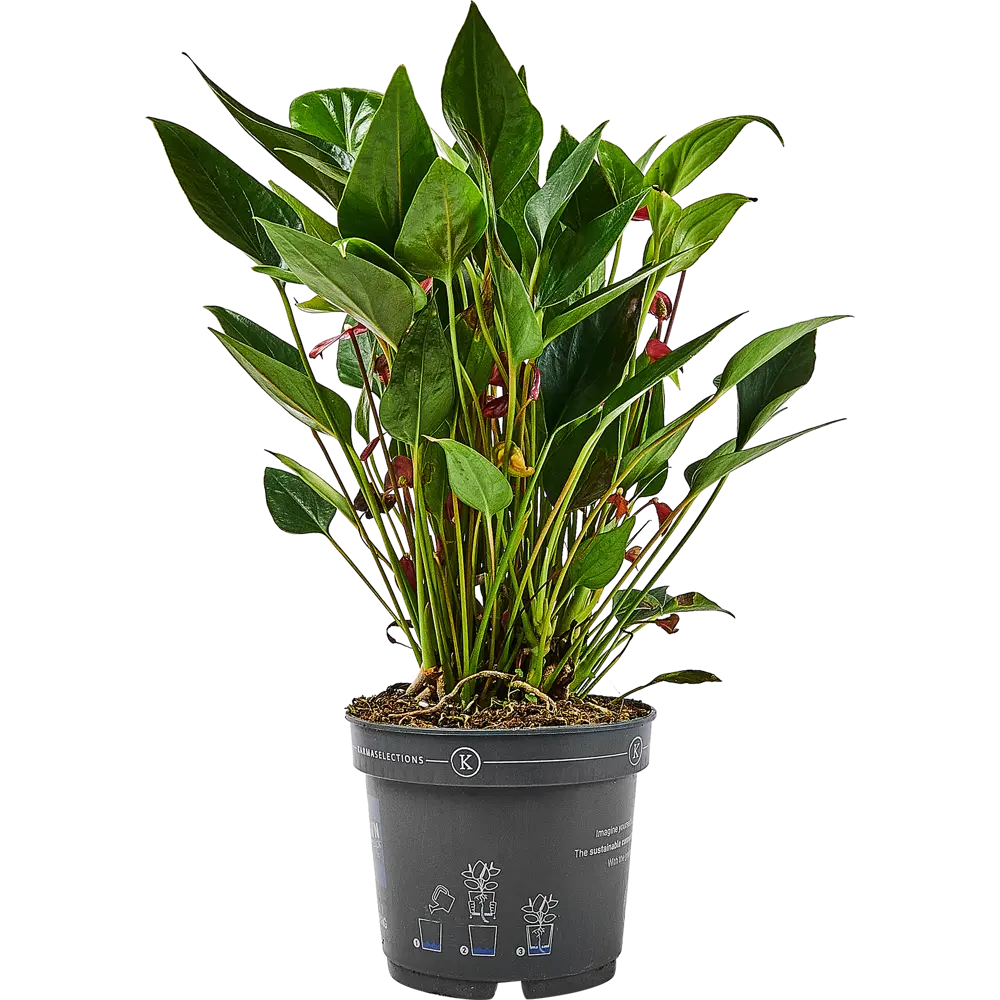 Santreyd Антуриум Миллион — вечнозеленое тропическое чудо 89356059 STLM-0964474 - Вид №2