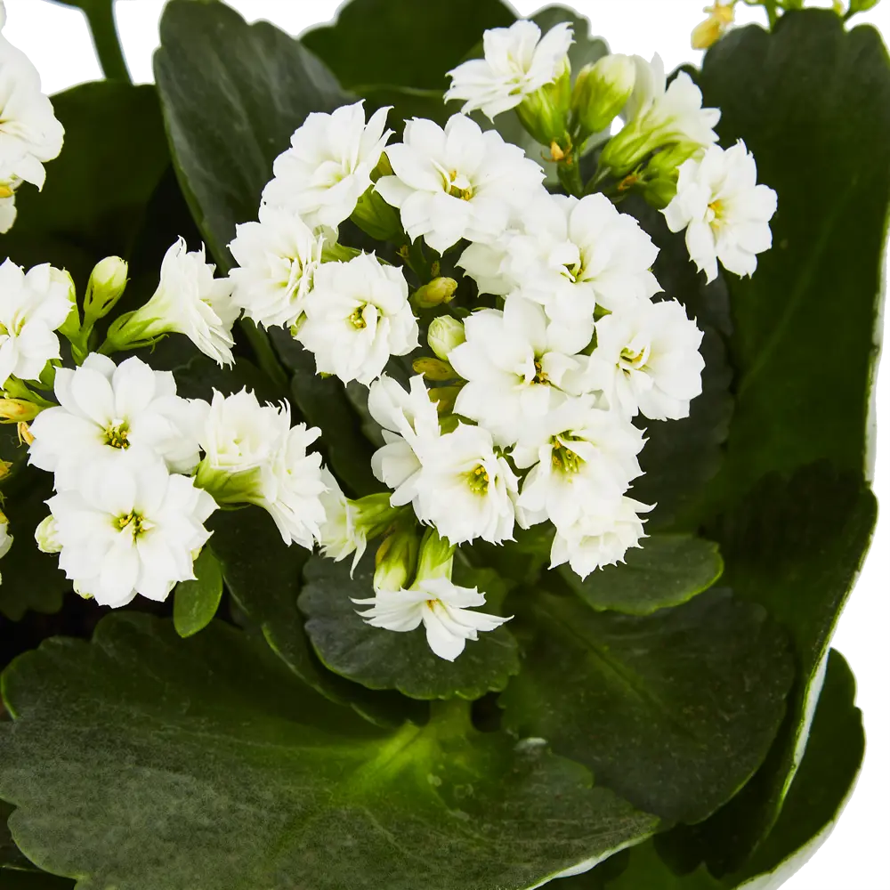 Santreyd Каланхое Розалина - цветущее украшение интерьера 85564634 STLM-0063874 - Вид №5