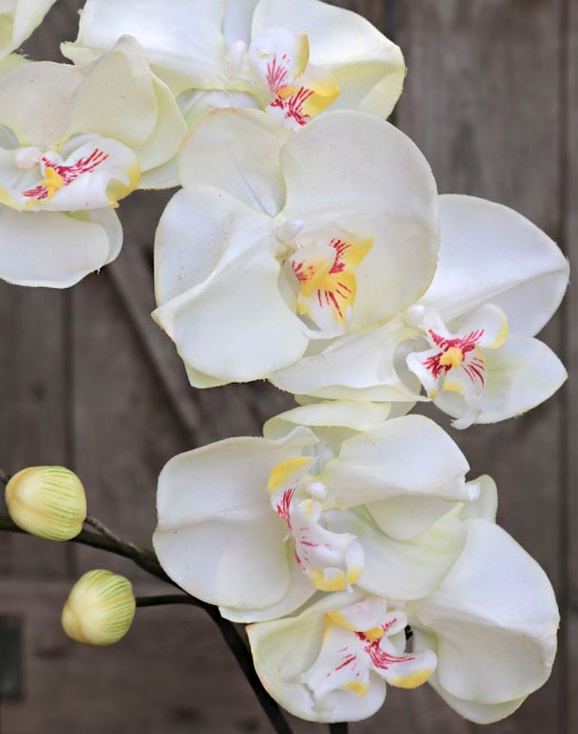 2831 778 a3 Искусственная орхидея Phalaenopsis, 105 см, real touch, бежево-белая H-andreas  - Вид №1