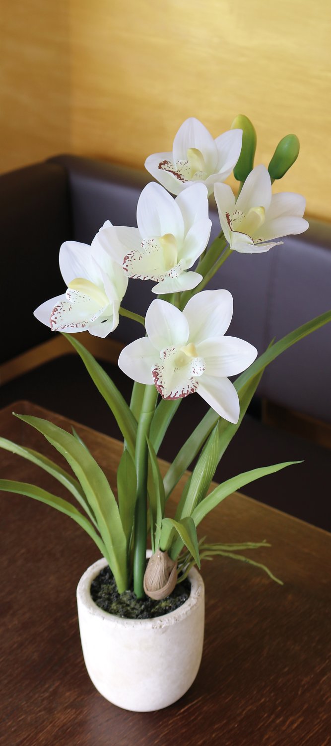 2530 778 a3 Пластиковая орхидея цимбидиум, горшечная, 51 см, real touch soft, бежево-белая H-andreas  - Вид №4