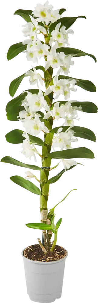 Santreyd Орхидея Дендробиум Нобиле Аполлон - изящное украшение интерьера 86728101