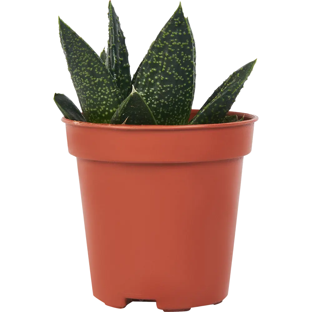 Гастерия Минор от Santreyd — суккулент с пёстрыми листьями 85324967 STLM-0061531