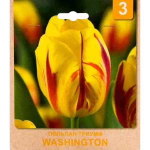 Тюльпан «Washington» размер луковицы 10/11, 3 шт.