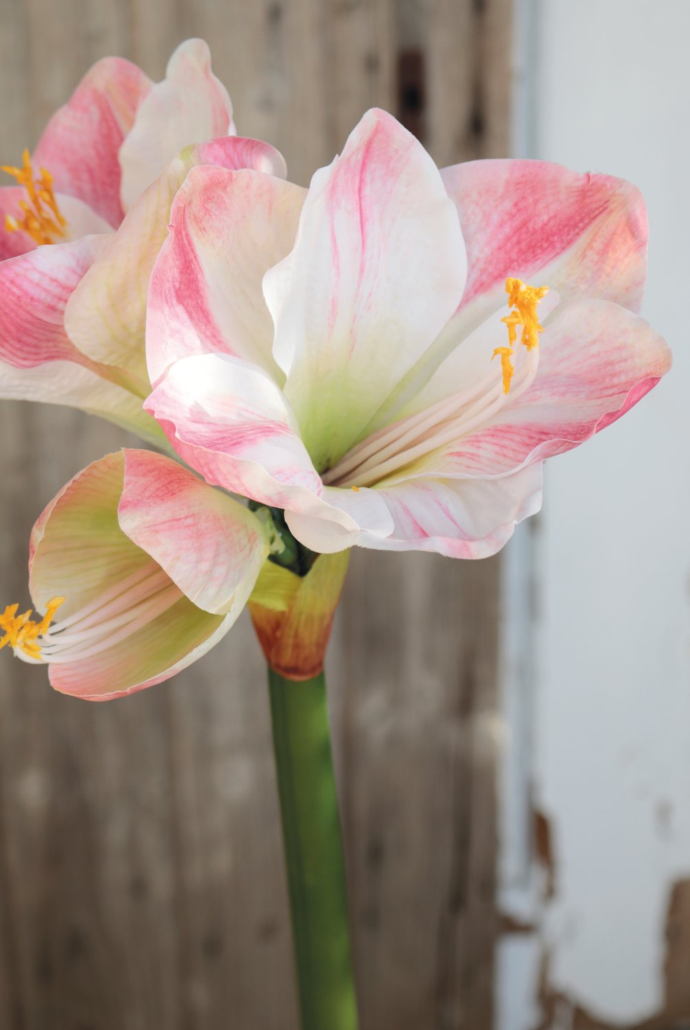 2443 755 a3 Искусственный амариллис, 66 см, бежево-розовый H-andreas 