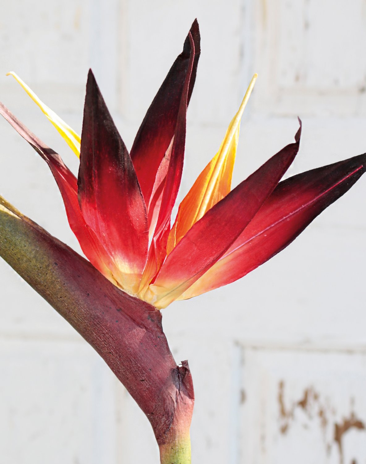 4926 492 a2 Шелковая райская птица, 94 см, бордово-черный H-andreas  - Вид №3