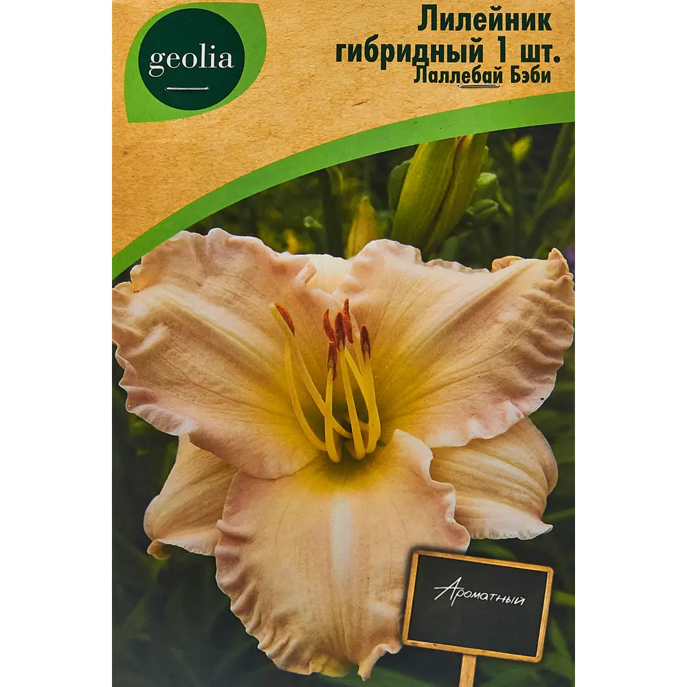 Лилейник Geolia гибридный Лаллебай Бэби 86408699 STLM-2116406 