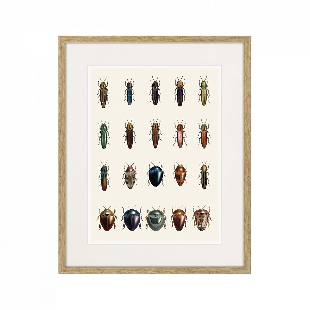 Картина в раме 52х42 см Assorted Beetles №3, 1735г. КАРТИНЫ В КВАРТИРУ  264418 Бежевый;коричневый;разноцветный  - Вид №1