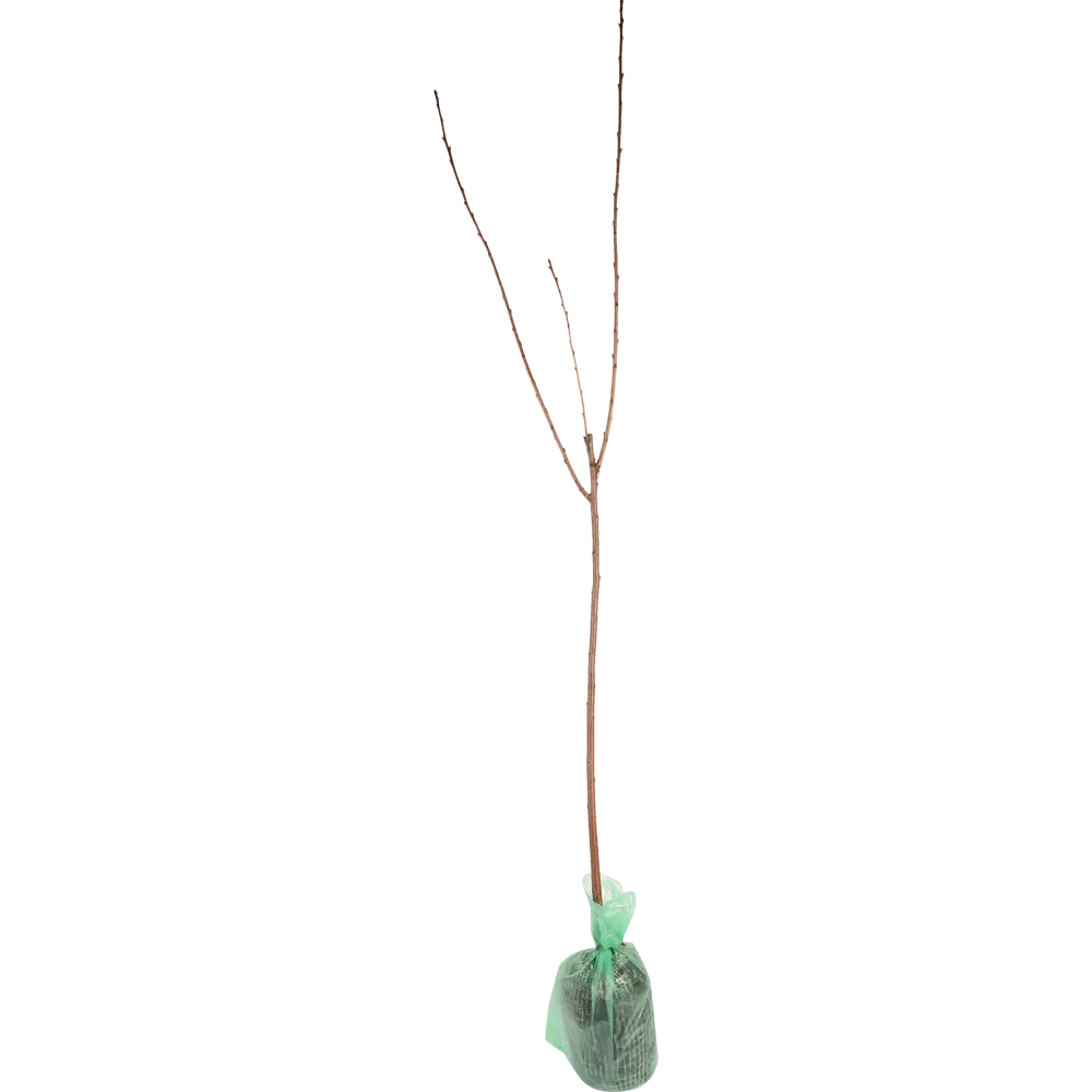 Яблоня колонновидная Валюта h200 см Поиск Инвест 84399318 STLM-2005614 Santreyd  - Вид №1