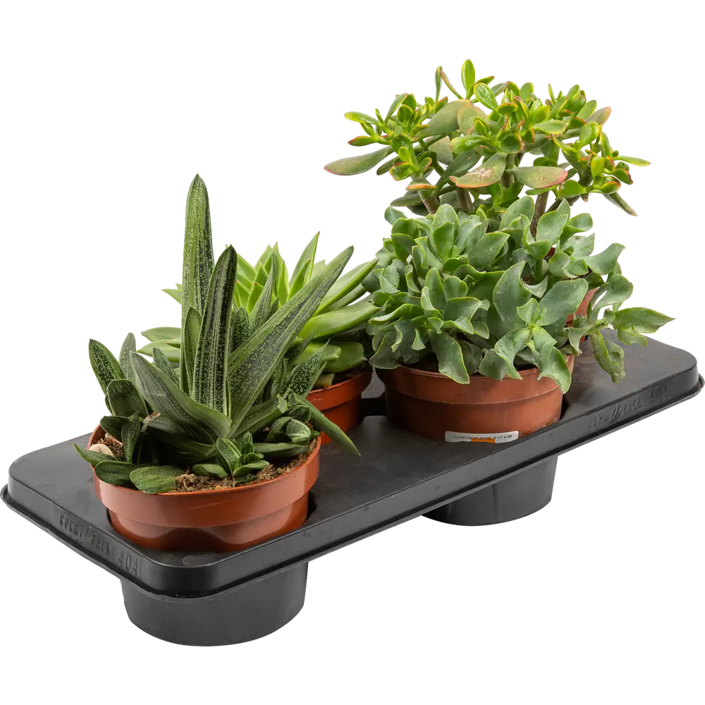 Суккулент микс 17x20 см 82850449 STLM-2121896 Santreyd 