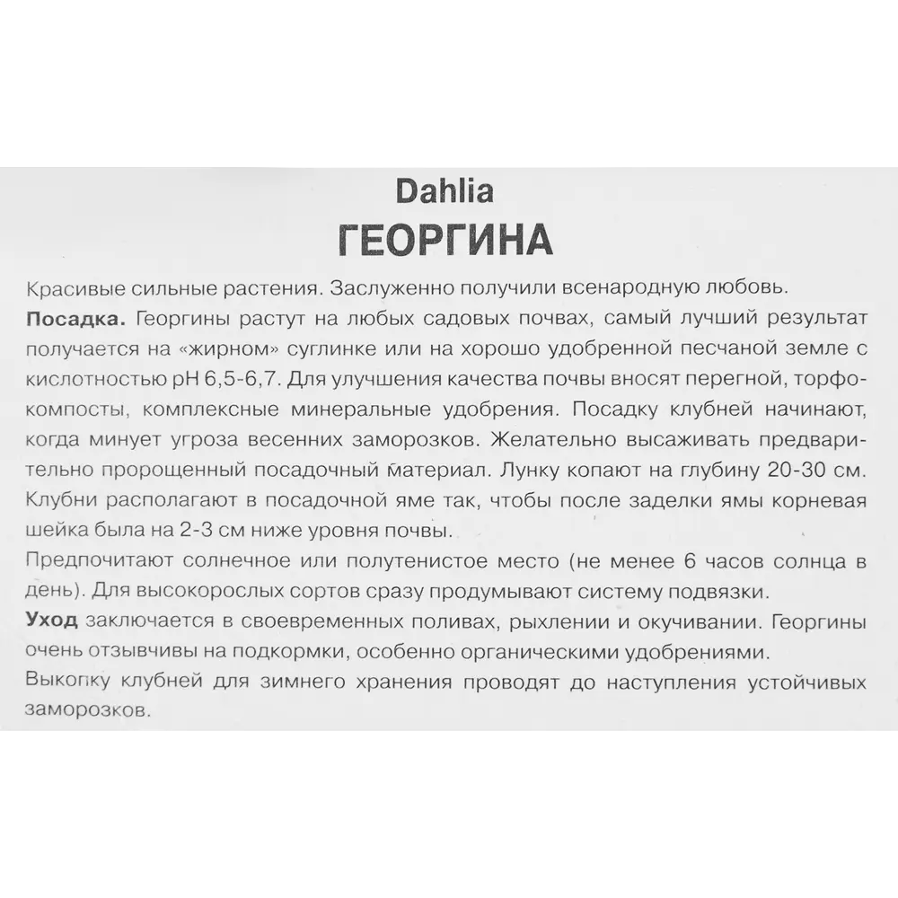 Георгина декоративная Санта Клаус ПОИСК STLM-2024859 - Вид №2