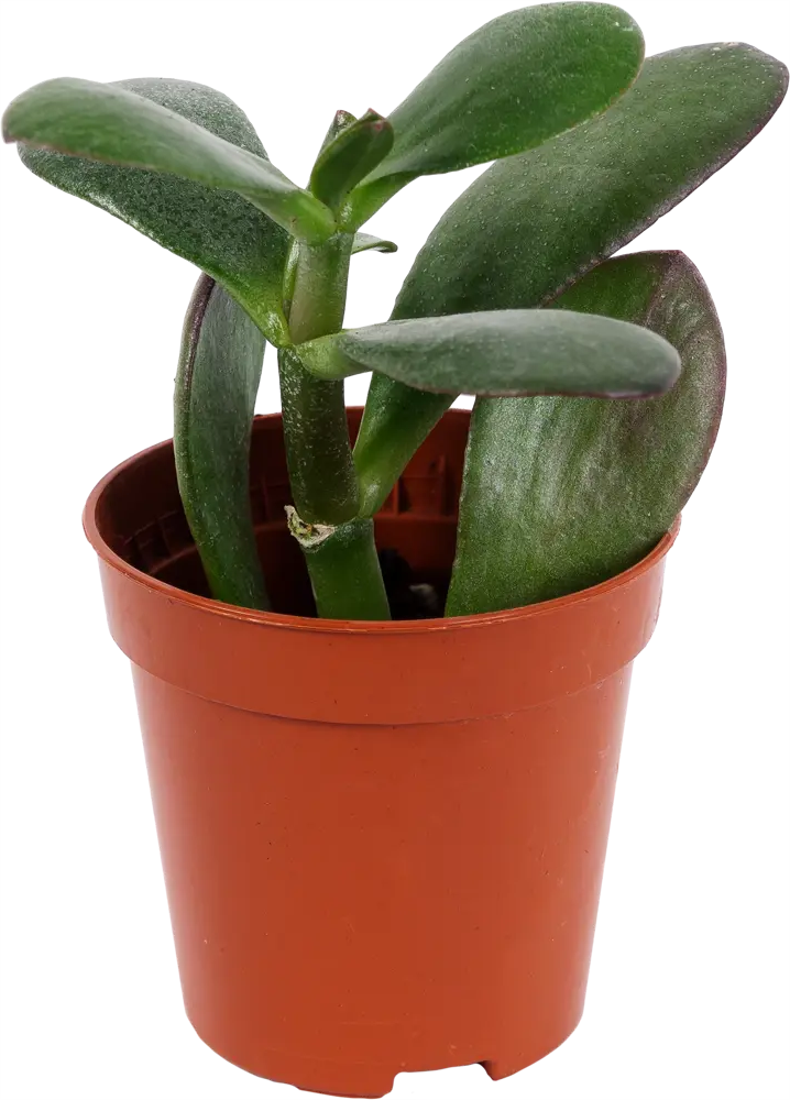 Santreyd Суккулент микс - живая композиция для интерьера 12501400