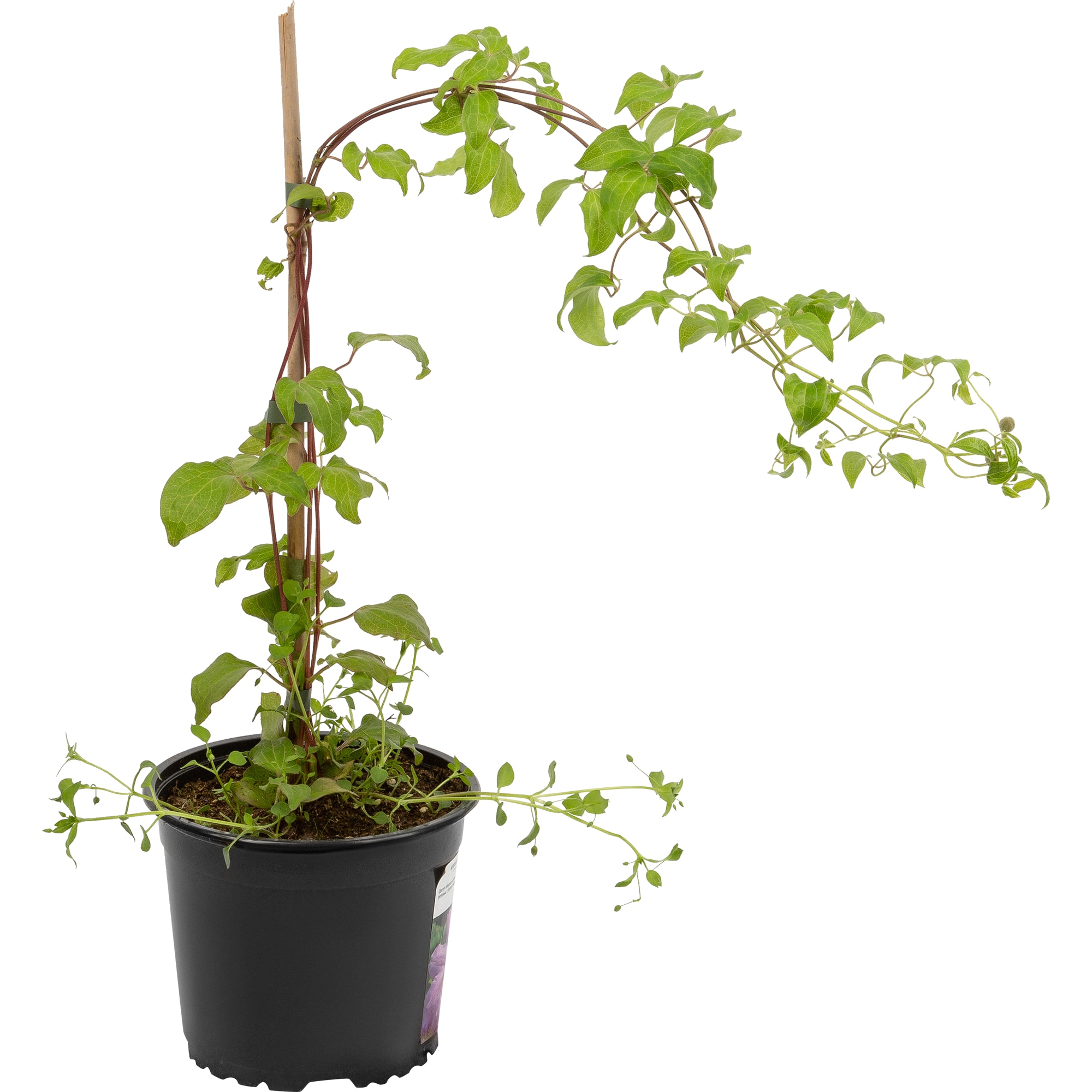 17939612 Клематис в сортах Santreyd  - Вид №1