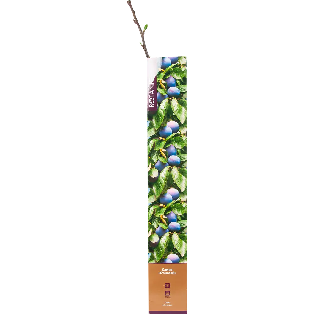 Слива Стенлей в тубе 82539571 STLM-2208485 BOTANIC COLLECTION 