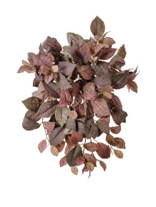 20.1385PL Фиттония Свит ампельная зелёно-розовая Цветочная коллекция