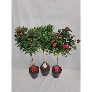 Роза мелкоцветковая декоративная кустовая 89433607