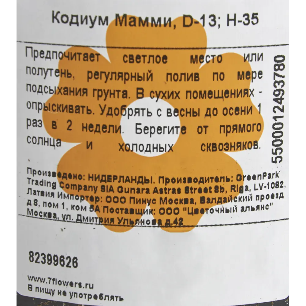 Кодиум Мамми ø13 h35 см Цветочный альянс 82399626 STLM-2145777 Santreyd  - Вид №2