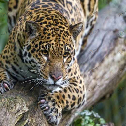 WP01672 Фотообои Verol Фотообои decoline 1х1 м