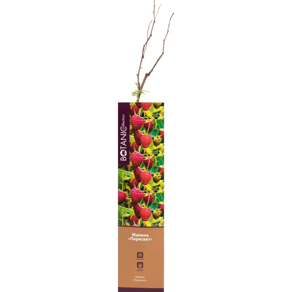 Малина садовая Пересвет в тубе 82539569 STLM-2118851 BOTANIC COLLECTION 