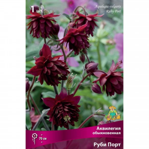 83598128 Аквилегия обыкновенная Овенная Руби Порт луковица I